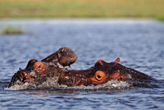 Hippos in Aktion